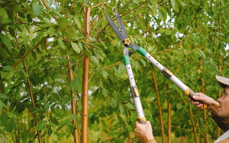 Tree trimming in Boone Grove, IN